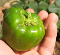 Pimiento Verde California Tierrabio